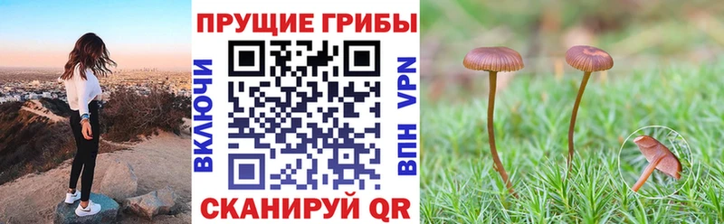 Псилоцибиновые грибы мицелий купить наркотик Шенкурск
